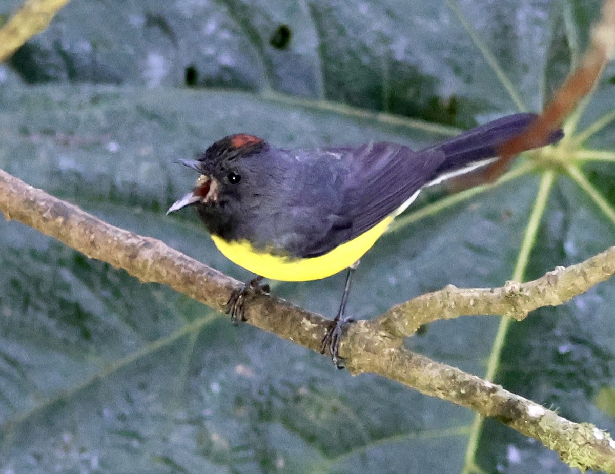 Slate-throated Redstart - ML626198445