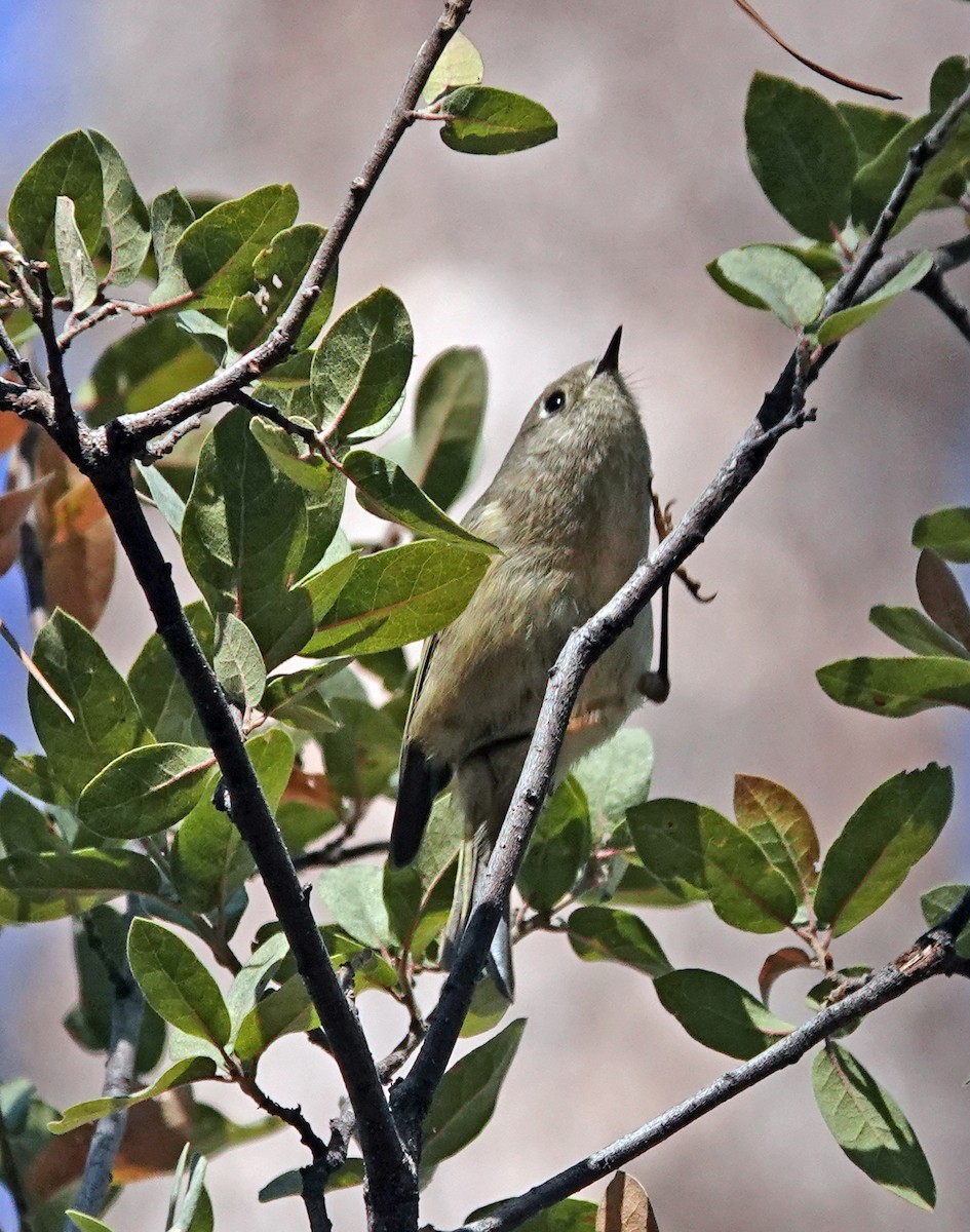 Ruby-crowned Kinglet - ML626198452