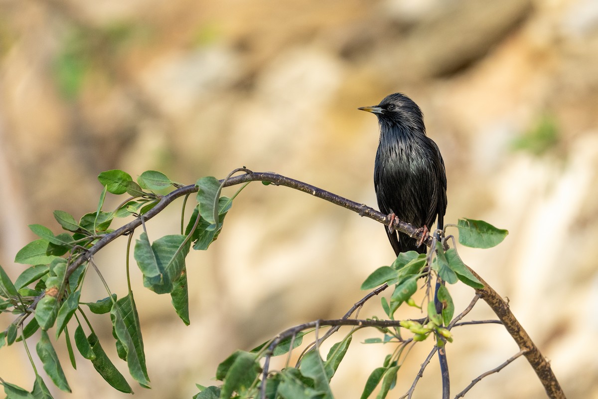 Spotless Starling - ML626198476