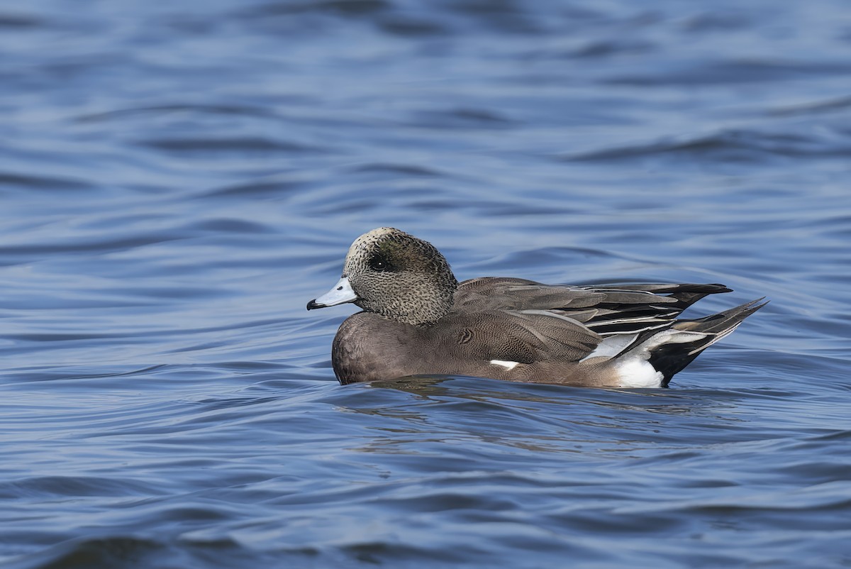 American Wigeon - ML626198535
