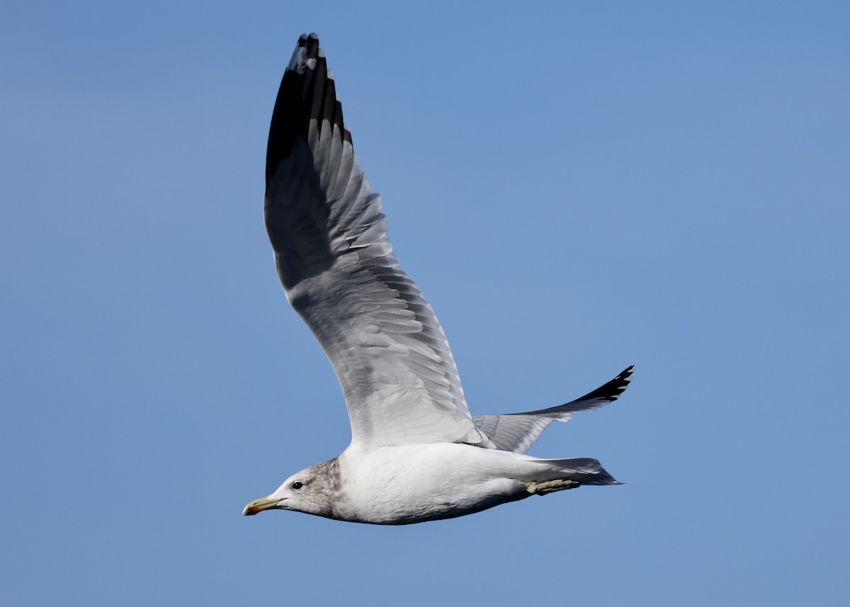 California Gull - ML626198600
