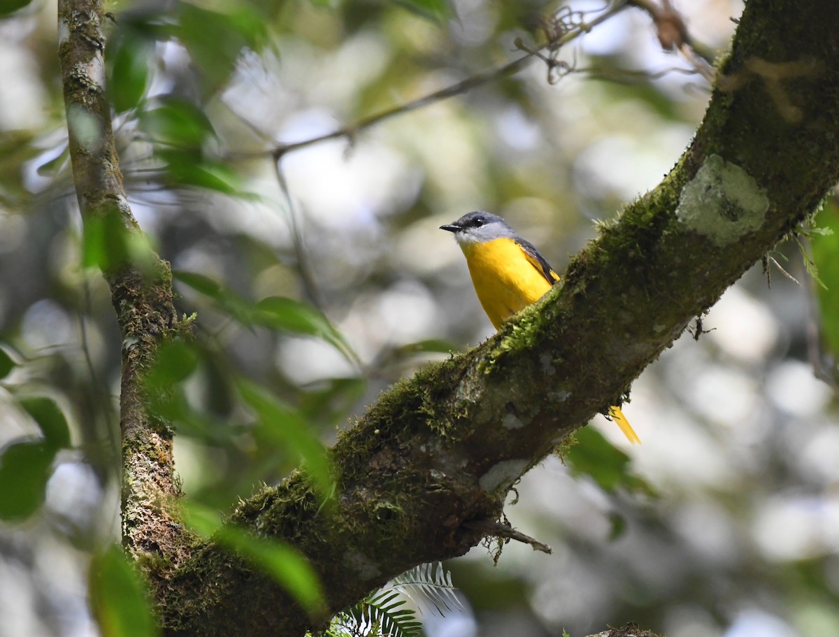 Gray-chinned Minivet (Gray-throated) - ML626198894