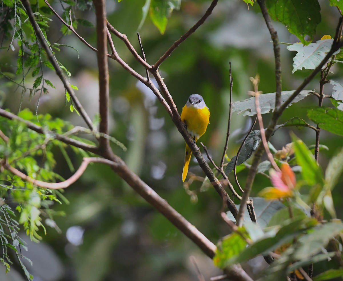 Gray-chinned Minivet (Gray-throated) - ML626198901