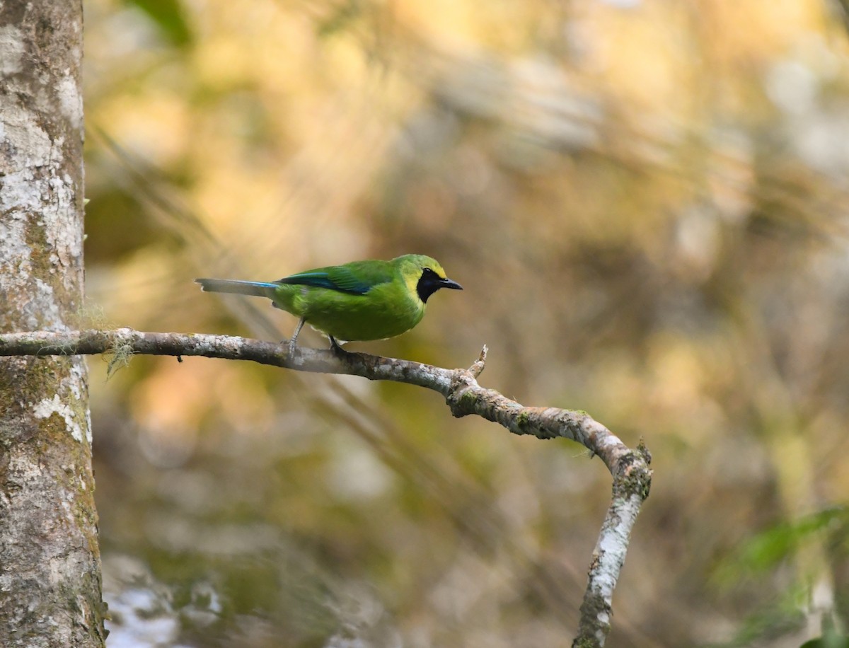 Bornean Leafbird - ML626199029