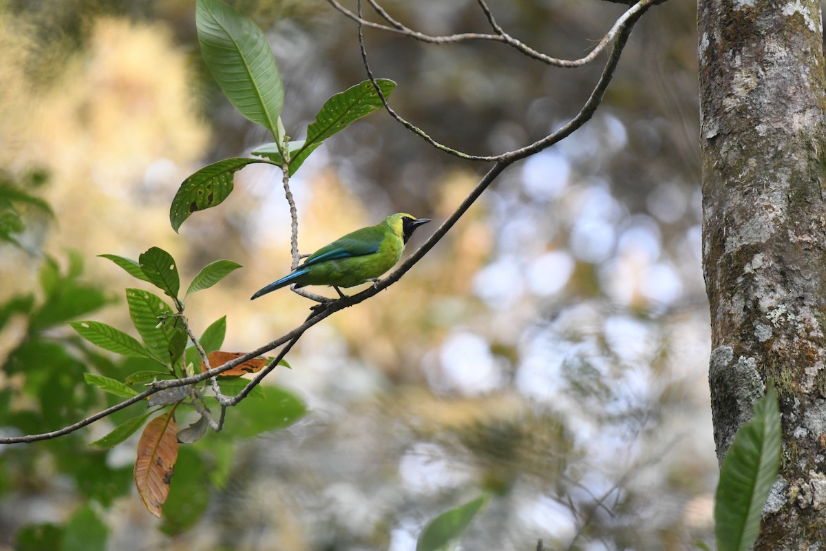 Bornean Leafbird - ML626199043