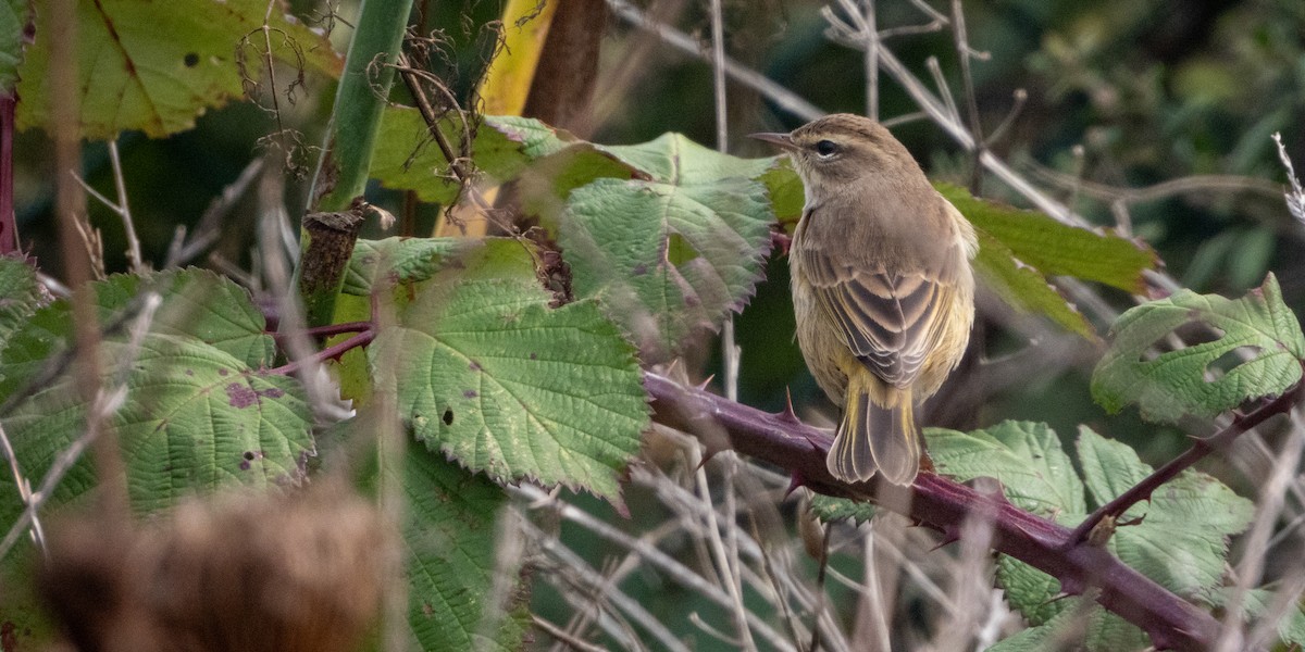 Palm Warbler - ML626199077