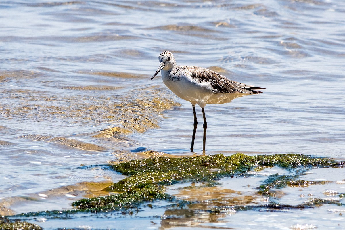 vodouš šedý - ML626199407