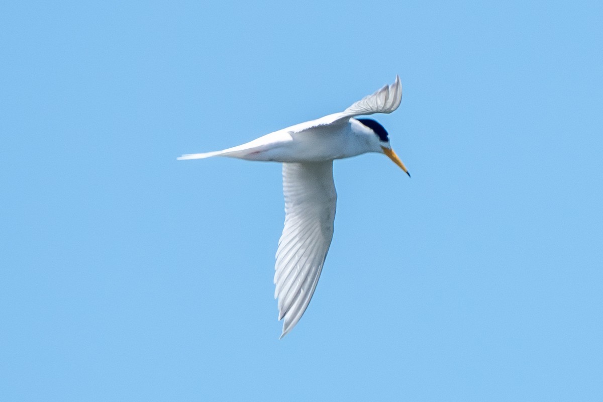 rybák australský - ML626199417