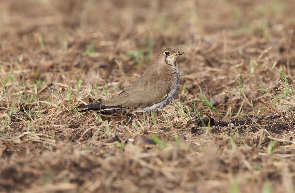 Oriental Pratincole - ML626199521