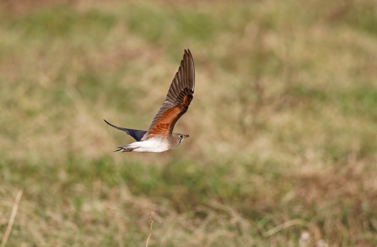 Oriental Pratincole - ML626199522