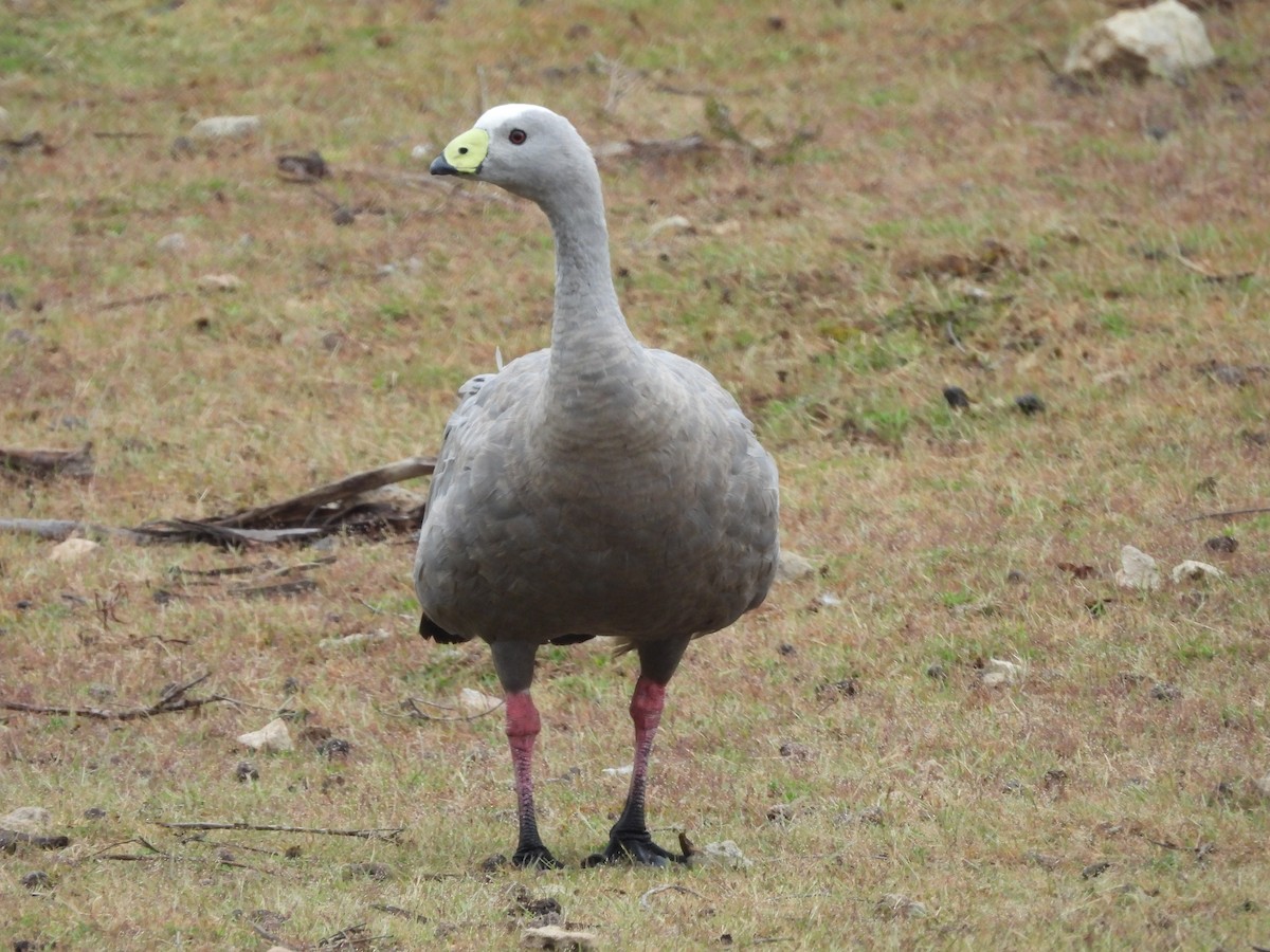 Cape Barren Goose - ML626199641