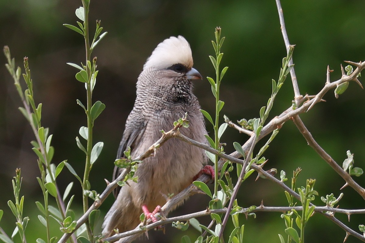 White-headed Mousebird - ML626199786