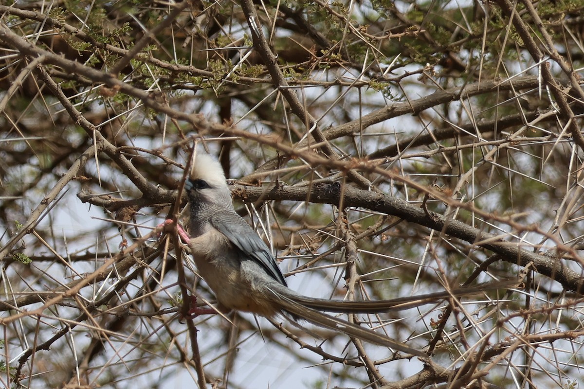 White-headed Mousebird - ML626199787