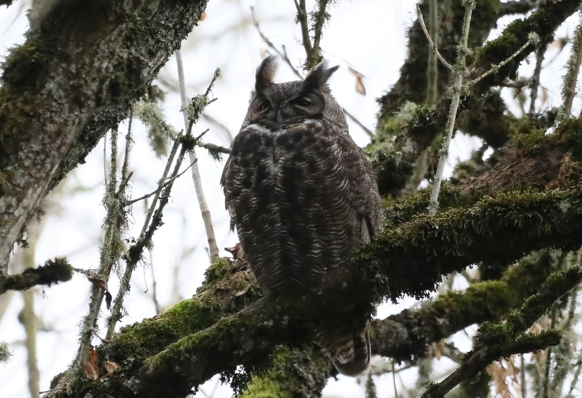 výr virginský - ML626199816