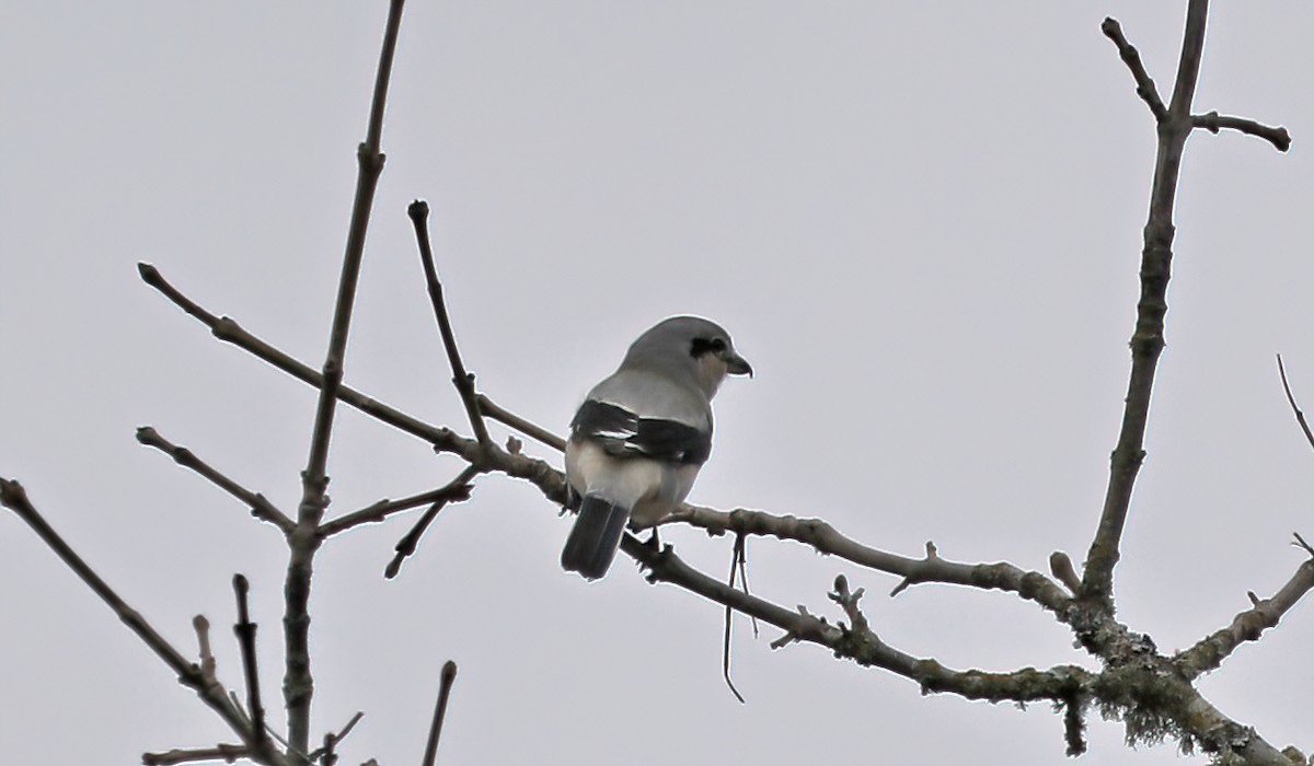 ťuhýk severní - ML626199828