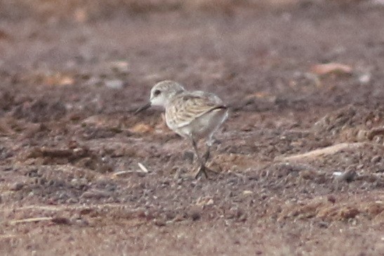 Red-necked Stint - ML626199894
