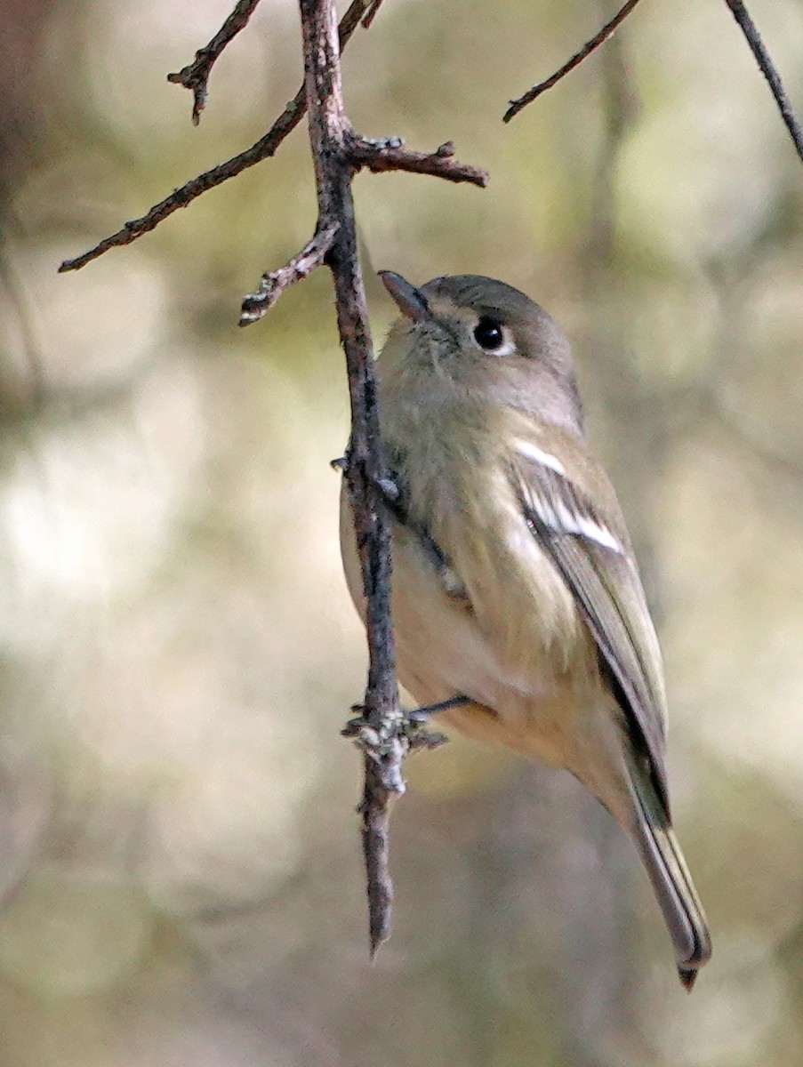 Hutton's Vireo - ML626199973