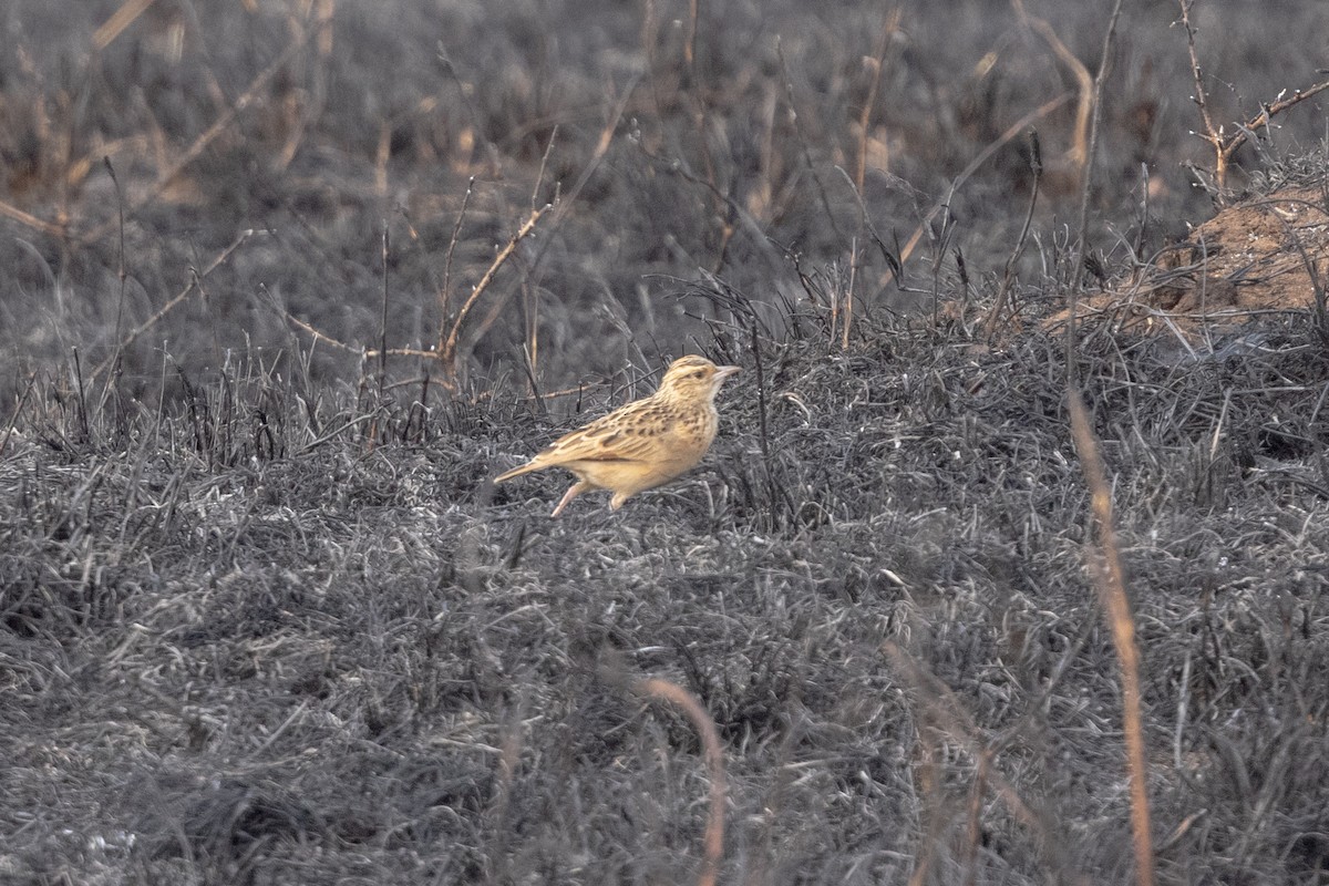 Rufous-naped Lark (Serengeti) - ML626200017