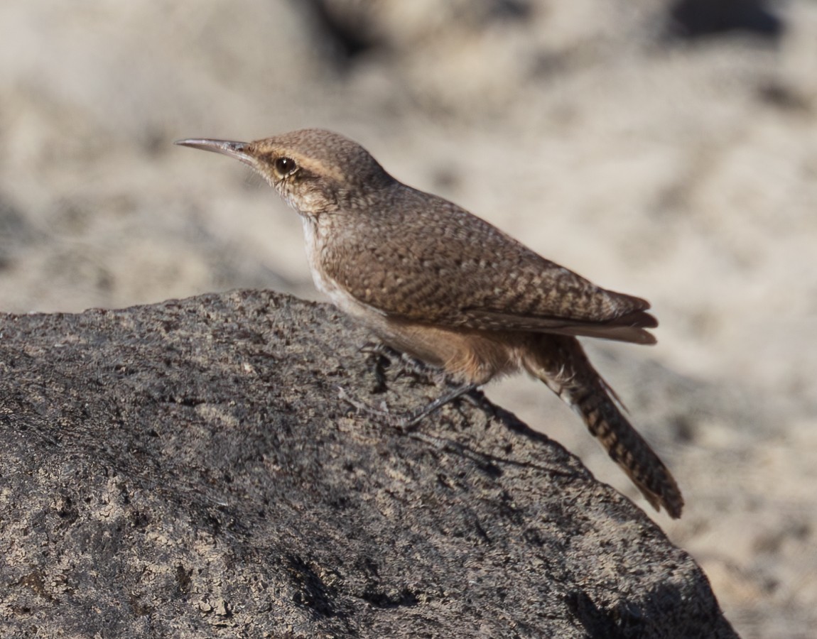 Rock Wren - ML626200035