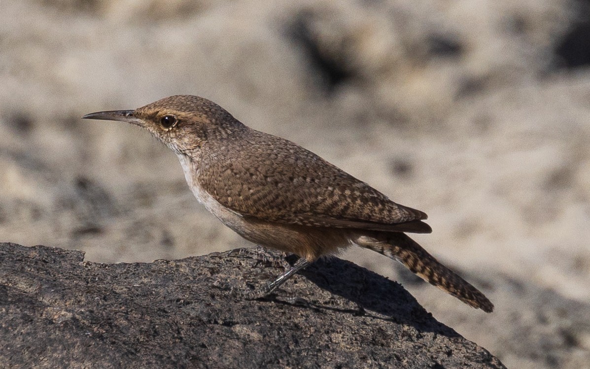 Rock Wren - ML626200036