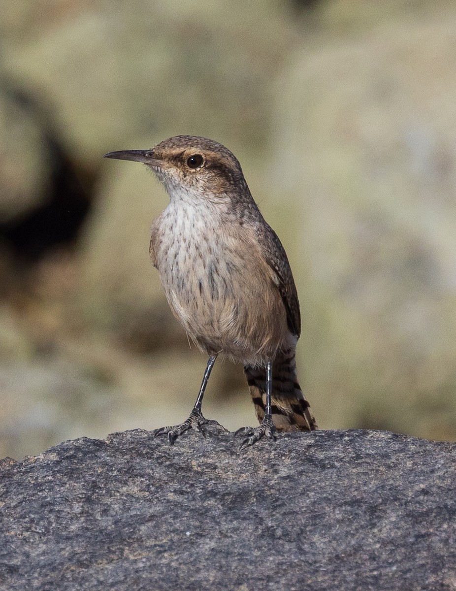 Rock Wren - ML626200037