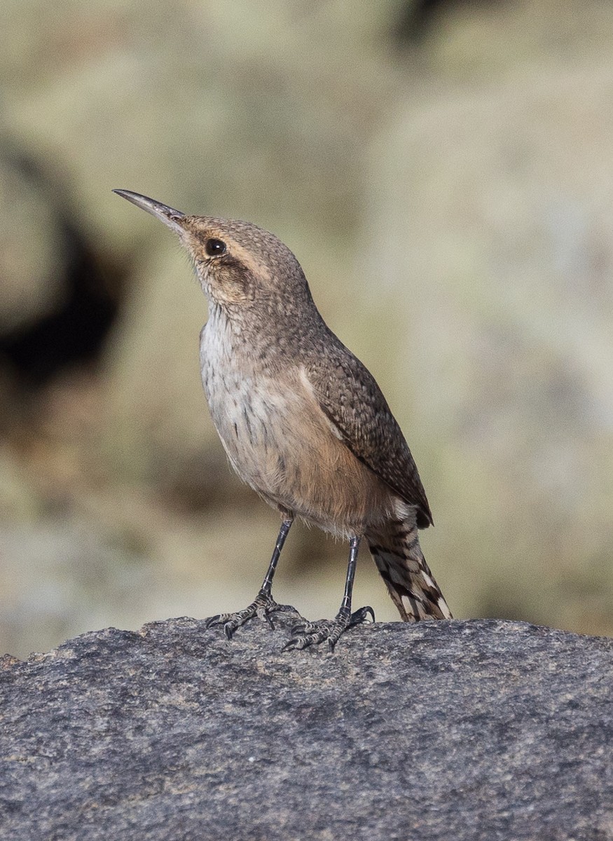 Rock Wren - ML626200038