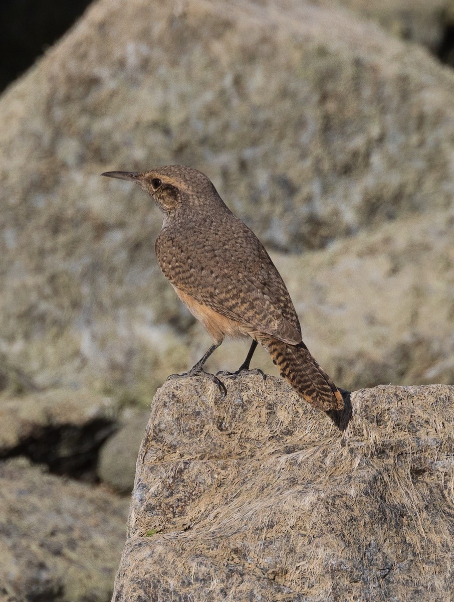 Rock Wren - ML626200039