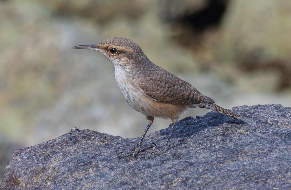Rock Wren - ML626200040