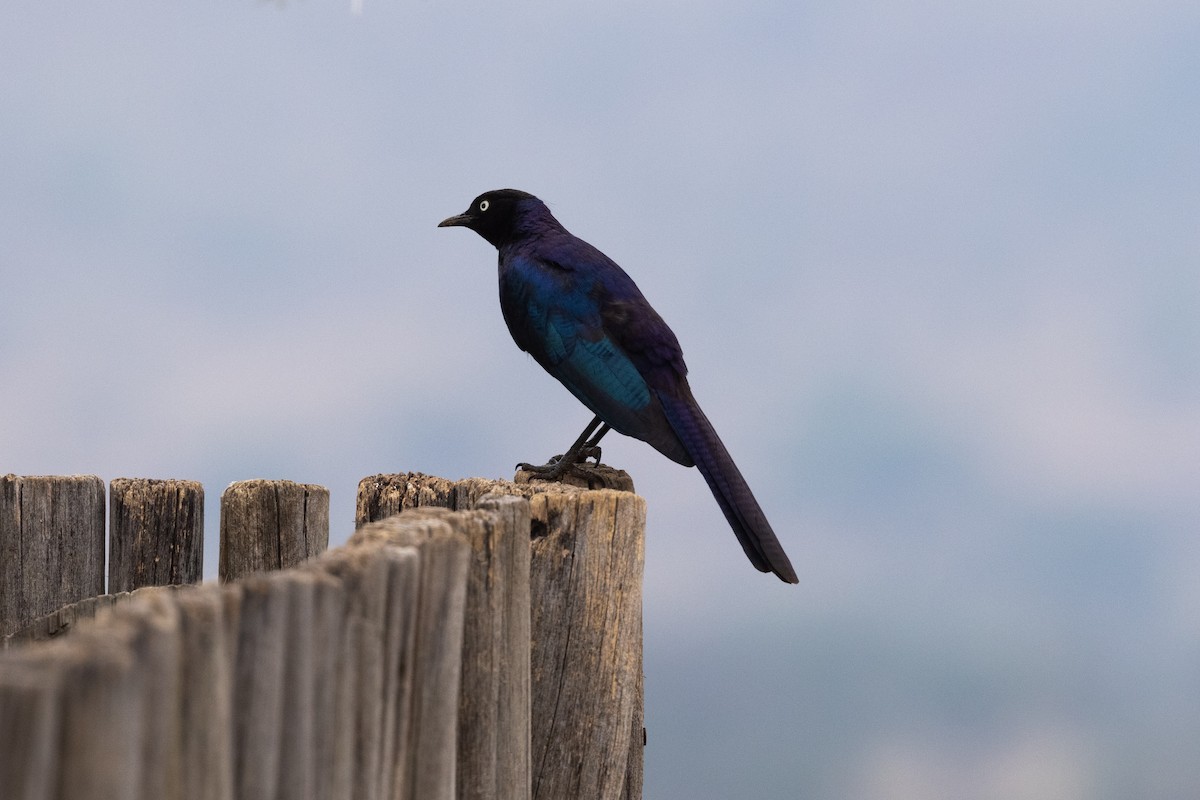 Rüppell's Starling - ML626200068