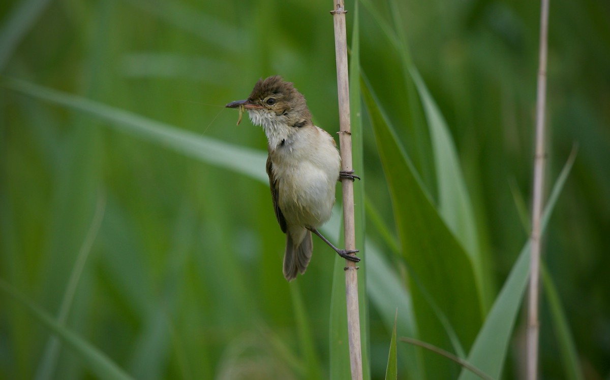 Australian Reed Warbler - ML626200072