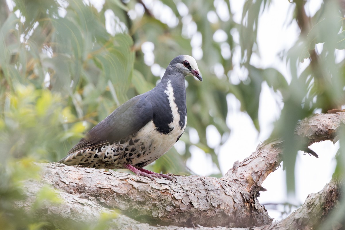 Wonga Pigeon - ML626200127