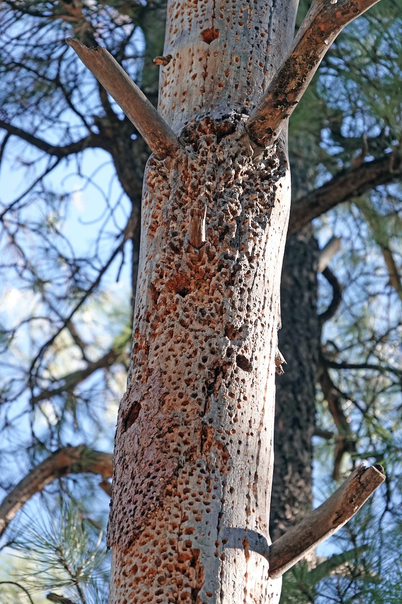 Acorn Woodpecker - ML626200206