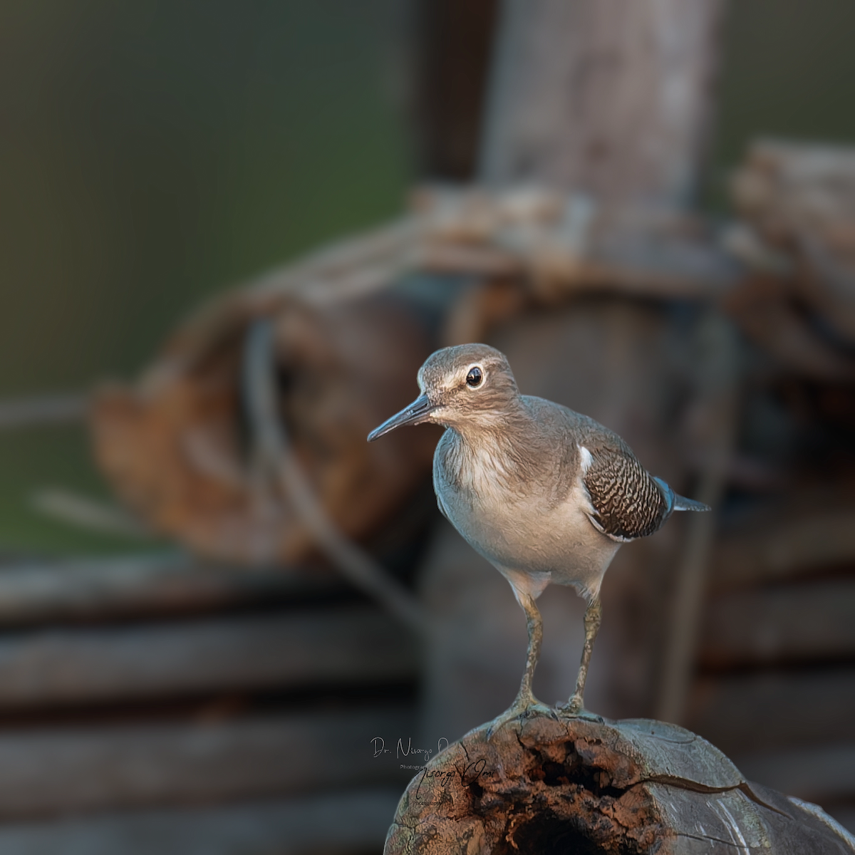 Common Sandpiper - ML626200351