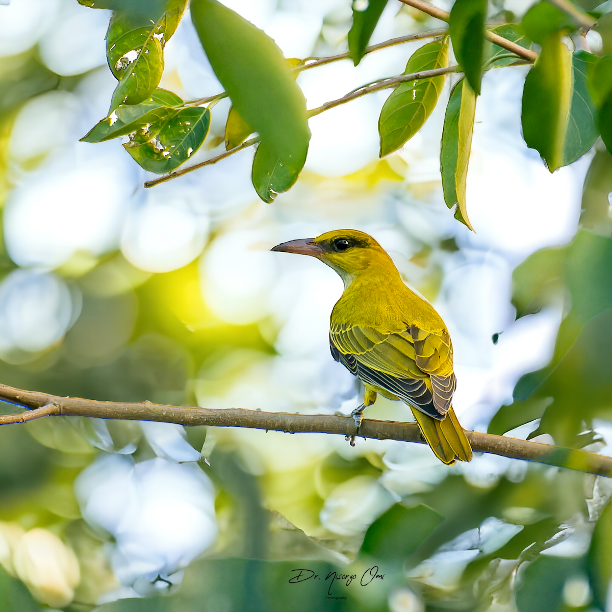 Black-naped Oriole - ML626200361
