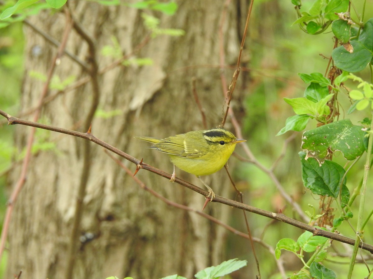 Pouillot de Rickett - ML626200387