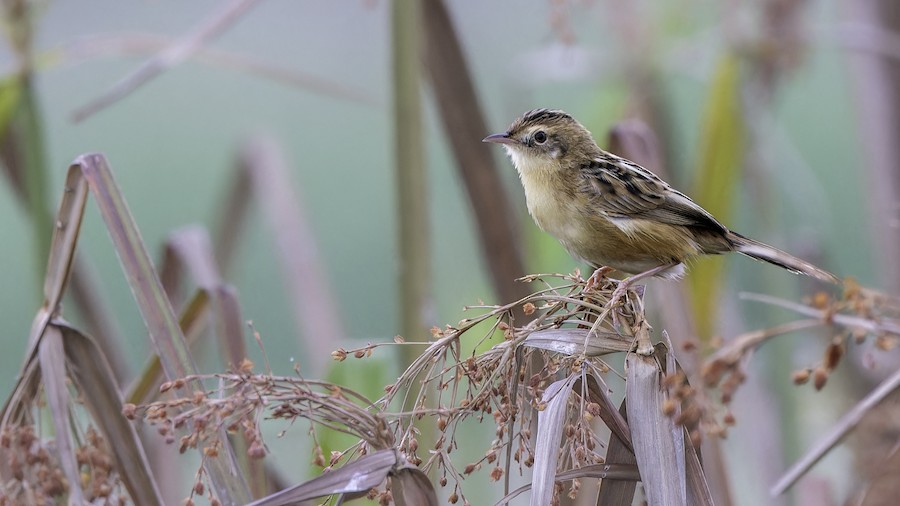 Cistícola Buitrón (grupo tinnabulans) - eBird