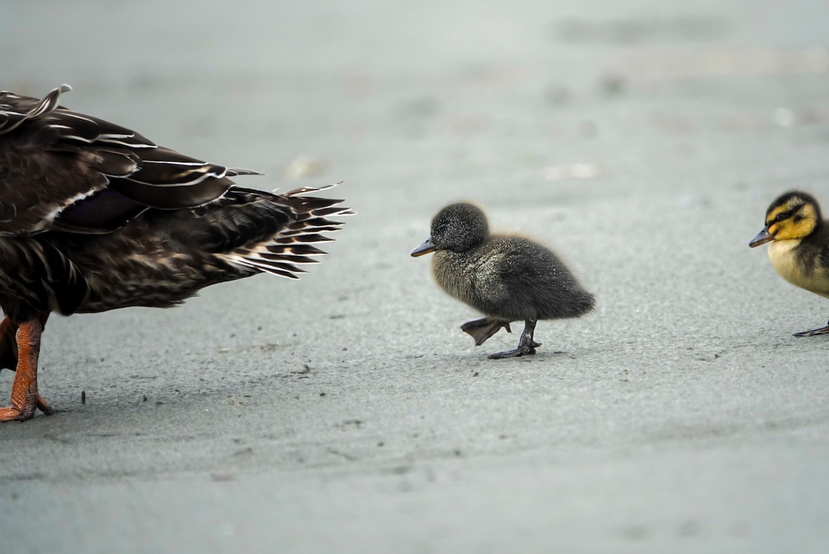 Mallard - Alfie Benbow