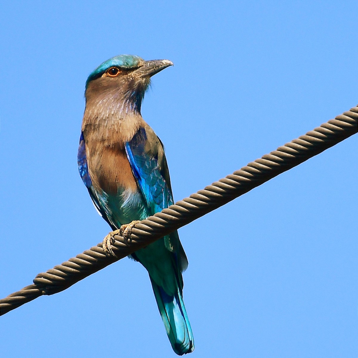 Indian x Indochinese Roller (hybrid) - ML626200864