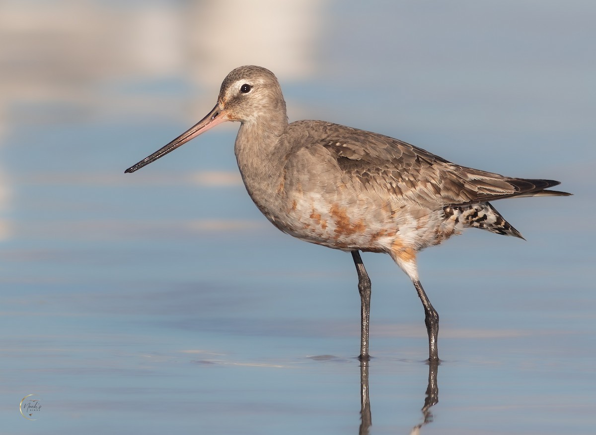 Hudsonian Godwit - Noah Gibb