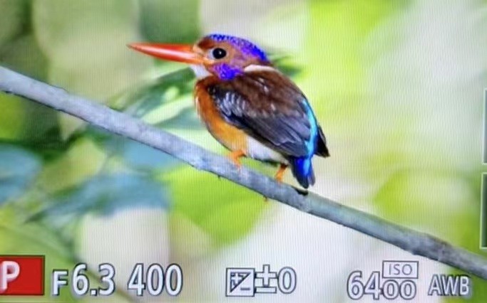 Martin-pêcheur multicolore - ML626201285