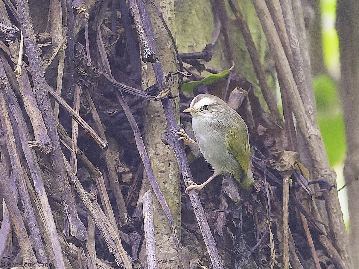 White-browed Crombec - ML626201382