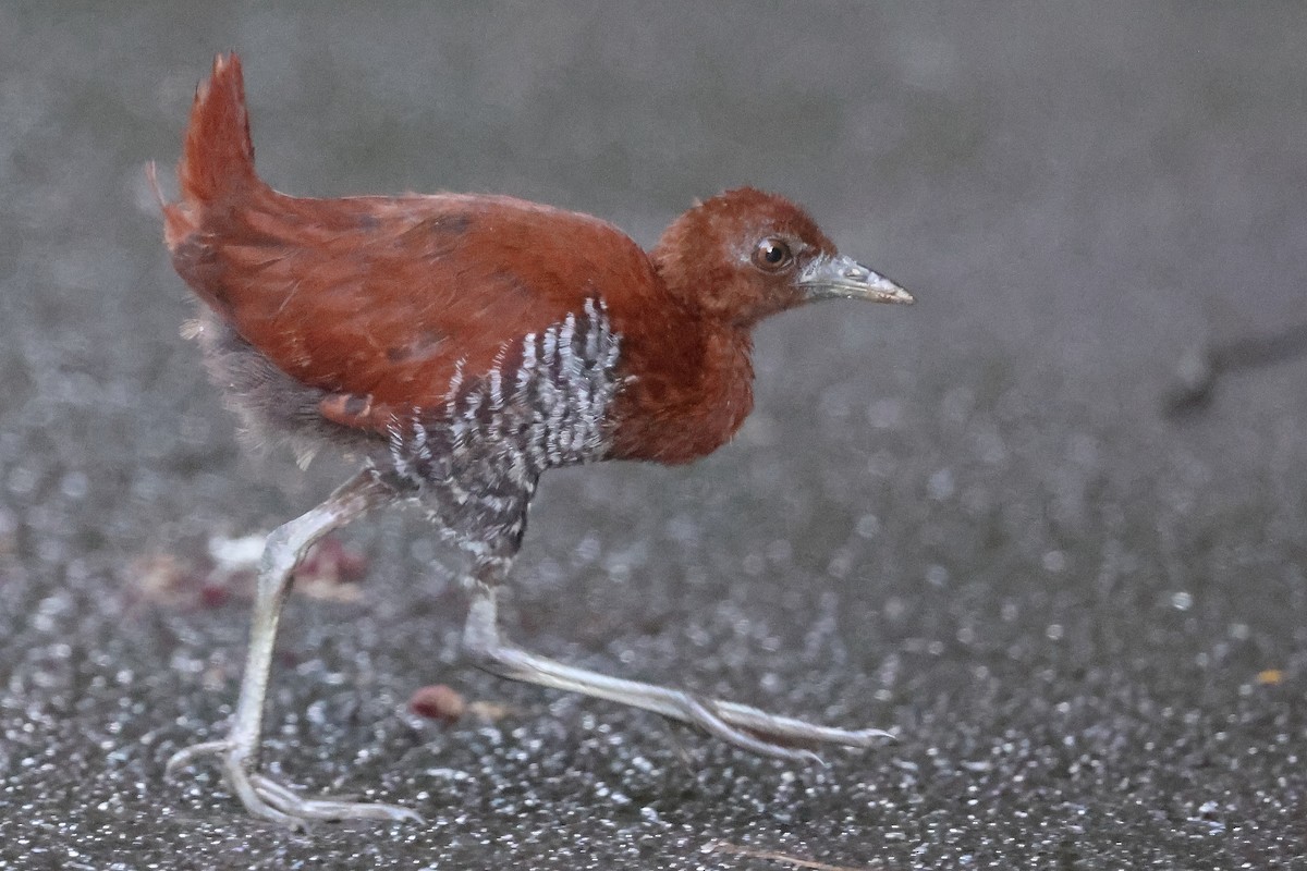 Andaman Crake - ML626201383