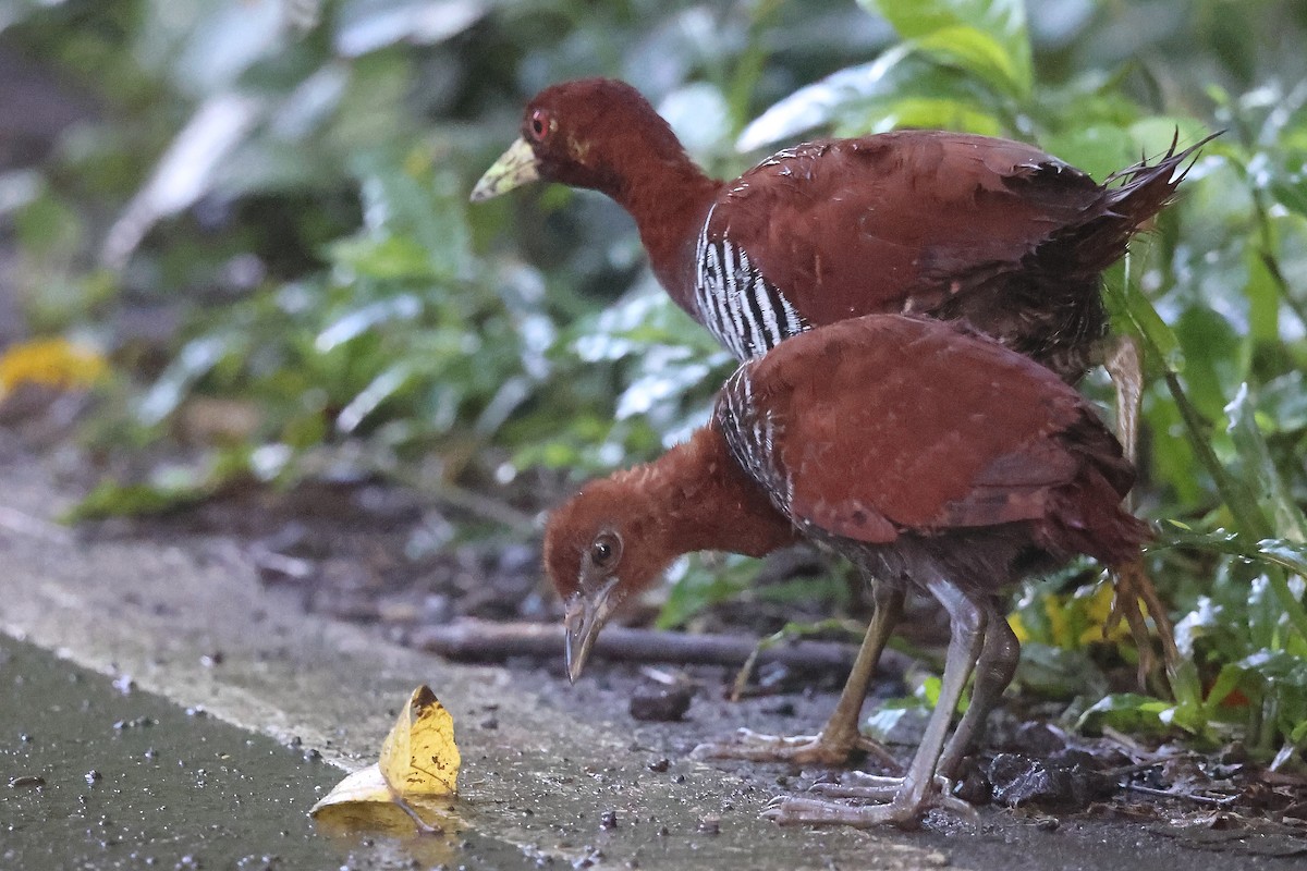 Andaman Crake - ML626201384