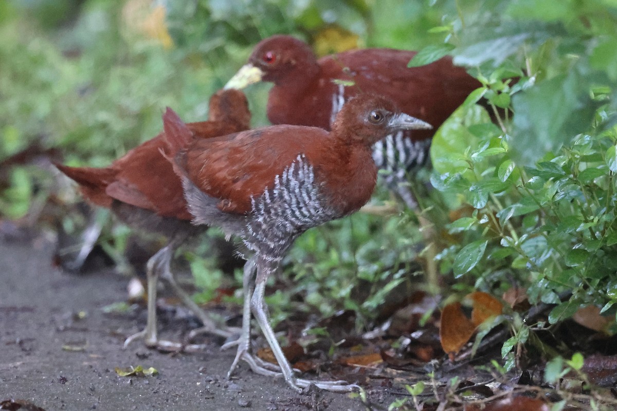 Andaman Crake - ML626201385