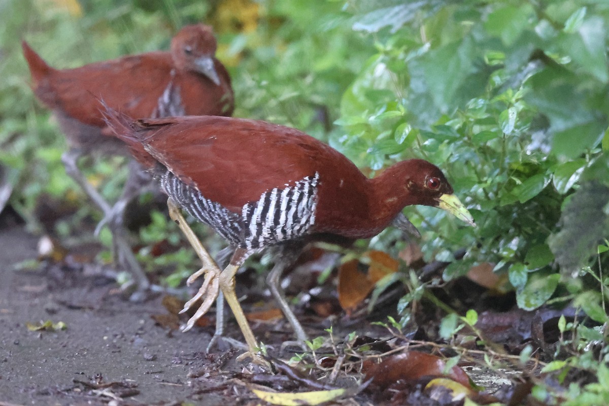 Andaman Crake - ML626201386