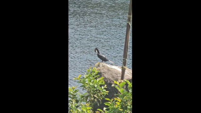 Little Cormorant - ML626201420