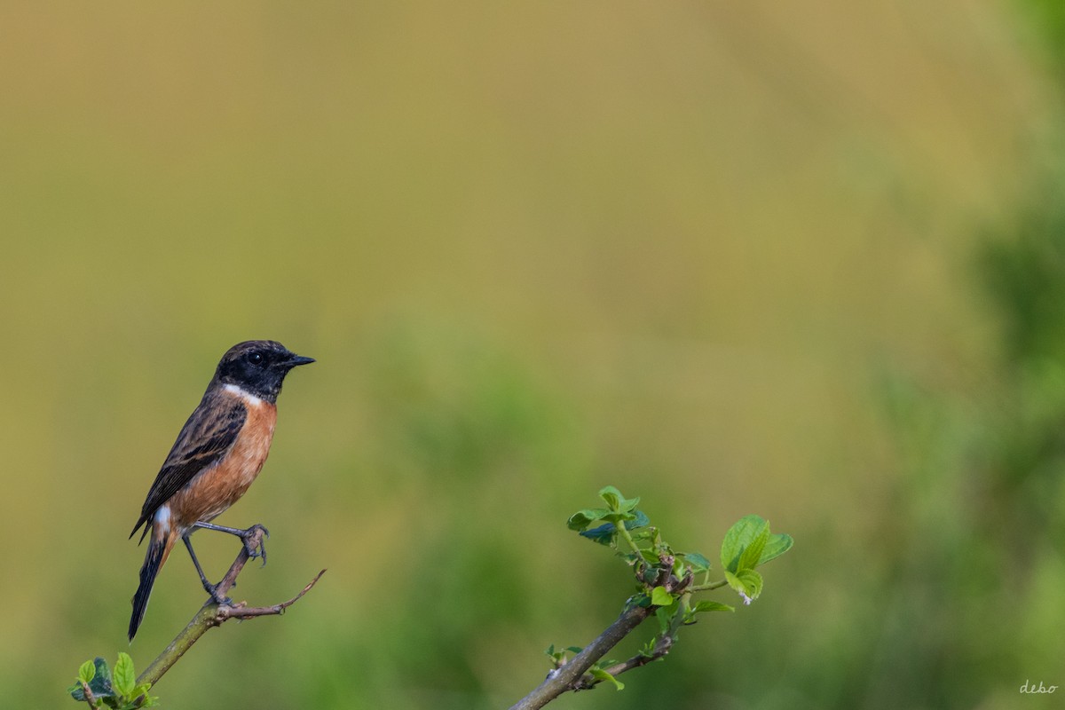 Siberian Stonechat (Przevalski's) - ML626201468