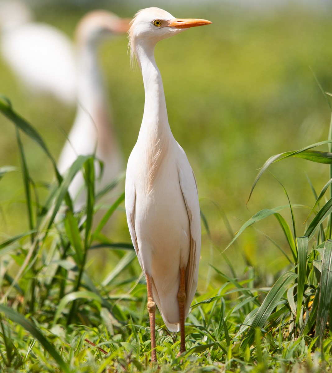 ニシアマサギ - ML626201514
