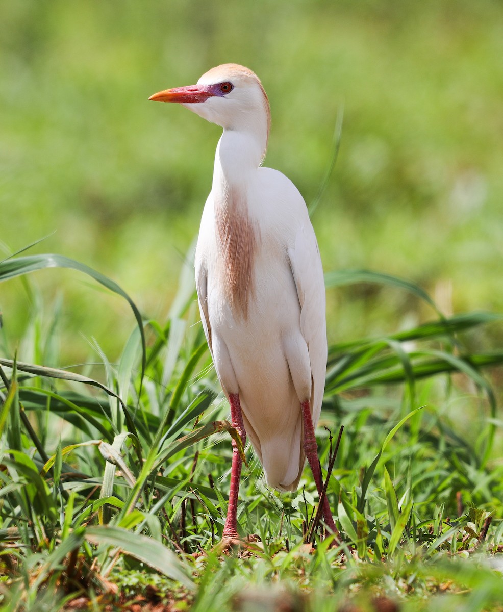 ニシアマサギ - ML626201515
