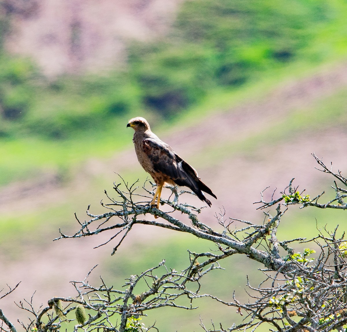 サバンナノスリ - ML626201516